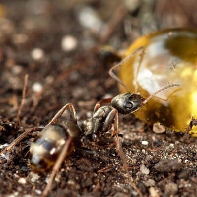 Ants-1 Ants-1