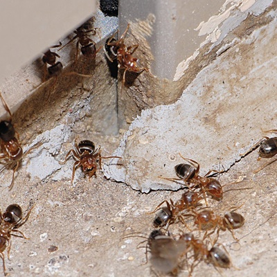 ants-3 ants-3
