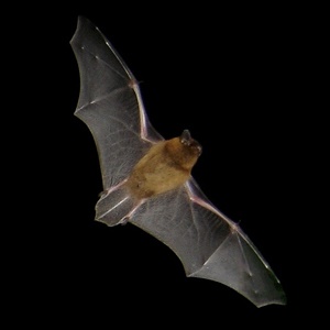 Bats-1 Bats-1