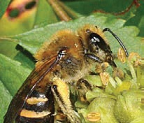 Ivy bee-6 Ivy bee-6