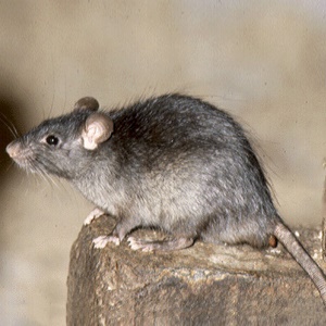 Black rat-1 Black rat-1