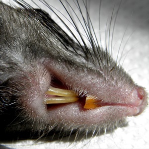 black rat 2 black rat 2