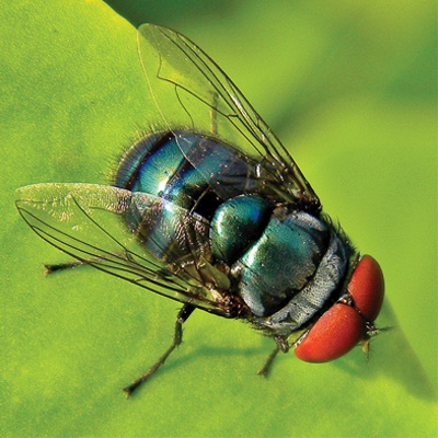 Blowfly-1