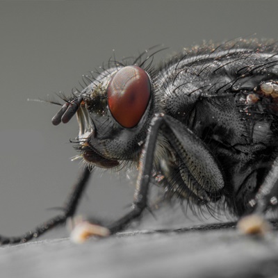 blowfly-2 blowfly-2