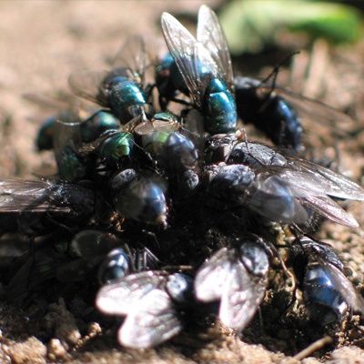 blowfly-3 blowfly-3