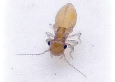 booklice-1