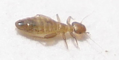 booklice-2