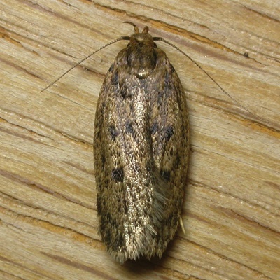 Brown House Moth 2