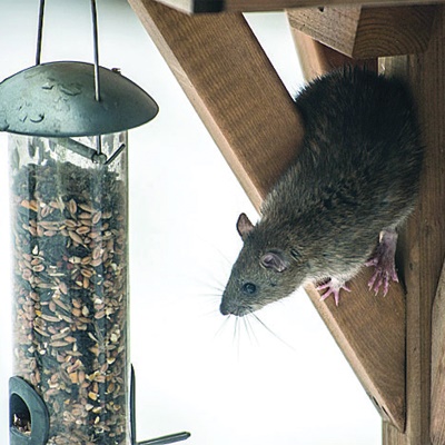 Brown Rat 1