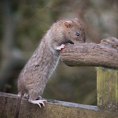 Brown Rat 3