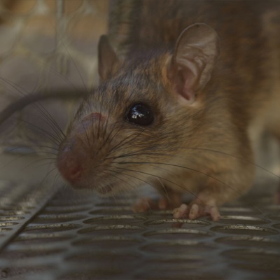Brown Rat 4
