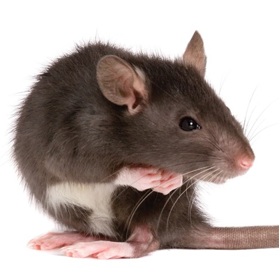 Brown rat 2