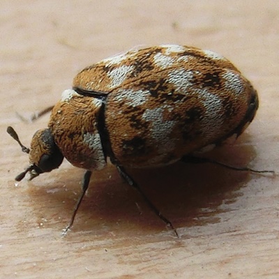 Carpet Beetle 1 Carpet Beetle 1