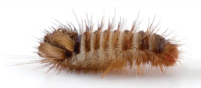 Carpet Beetle 2 Carpet beetle larvae
