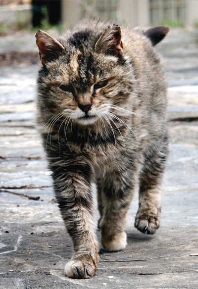 Cat-1