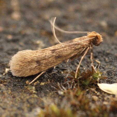 Clothes Moth-1