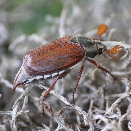 Cockchafer-1