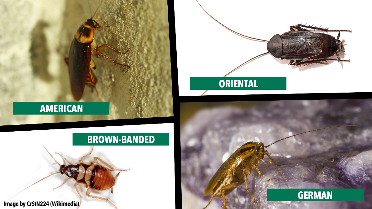 Cockroach-comparison-oriental-american-german-brownbanded Cockroach-comparison-oriental-american-german-brownbanded