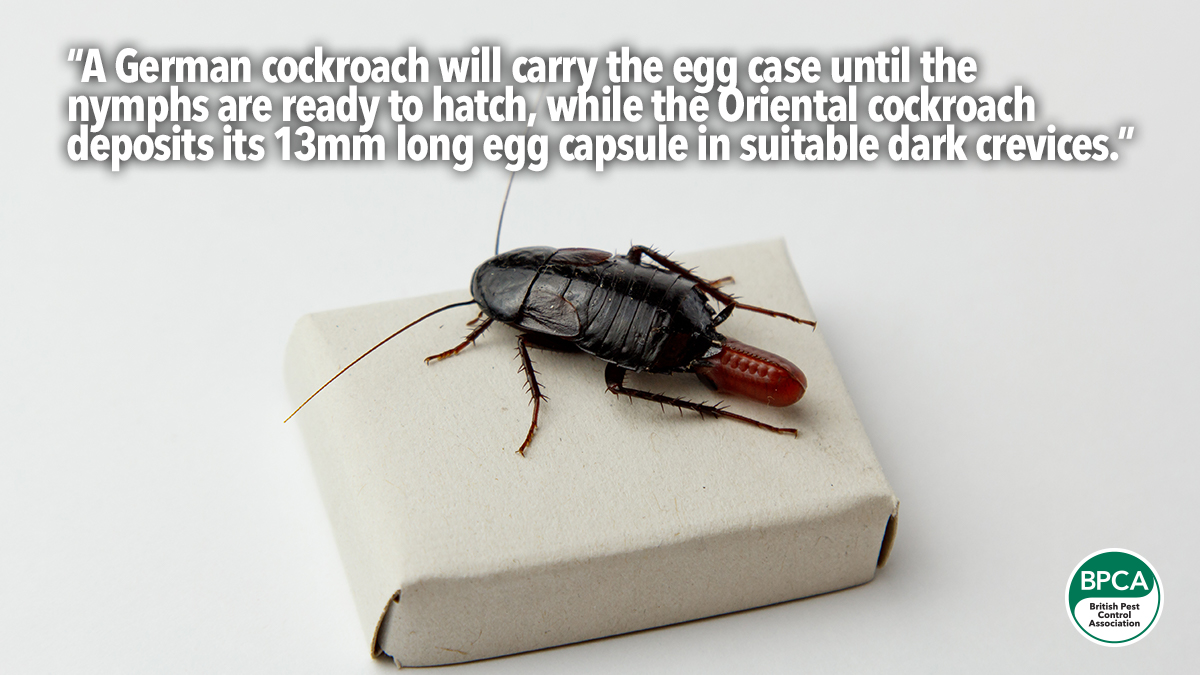 cockroaches-ootheca-egg cockroaches-ootheca-egg