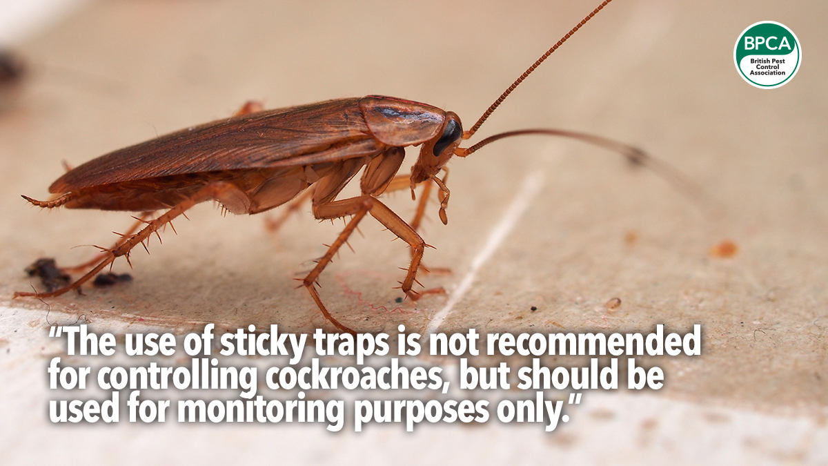 cockroaches-sticky-traps cockroaches-sticky-traps