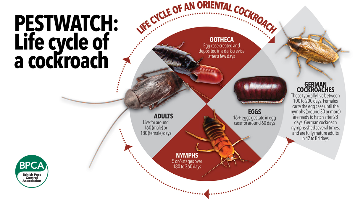 life cycle cockroach life cycle cockroach