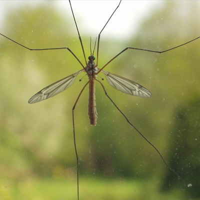 Crane fly-1