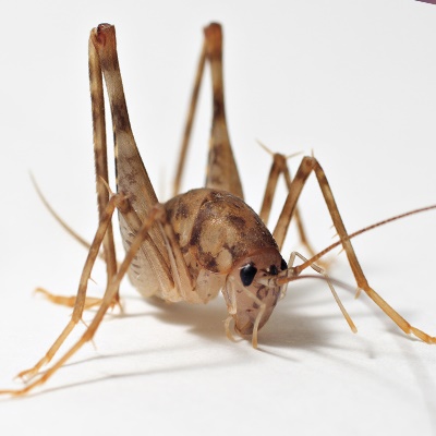 Cricket-1