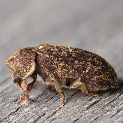 Death watch beetle-1