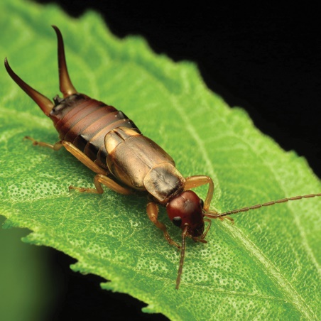 Earwigs-1