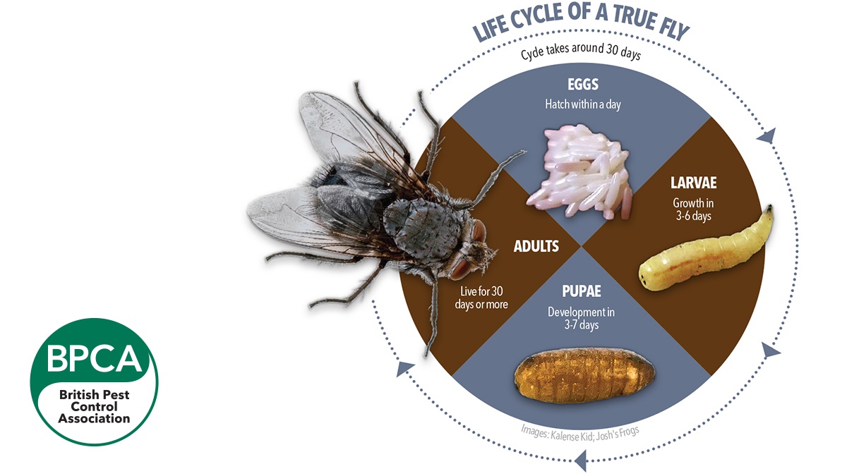 5739-BPCA-Life-cycle-true-fly-with-logo 5739-BPCA-Life-cycle-true-fly-with-logo