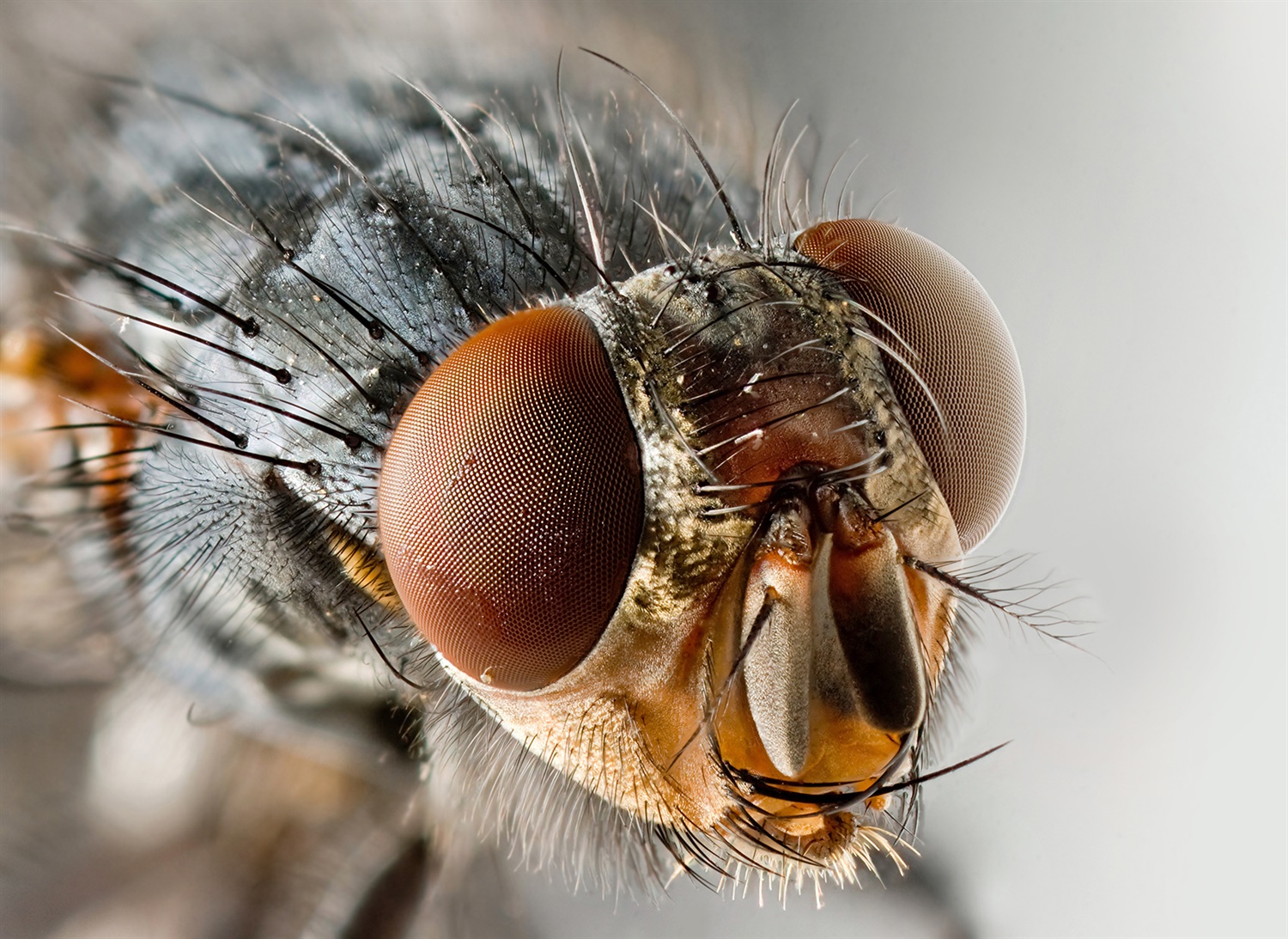 Fly icon Fly icon