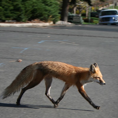 Fox-3