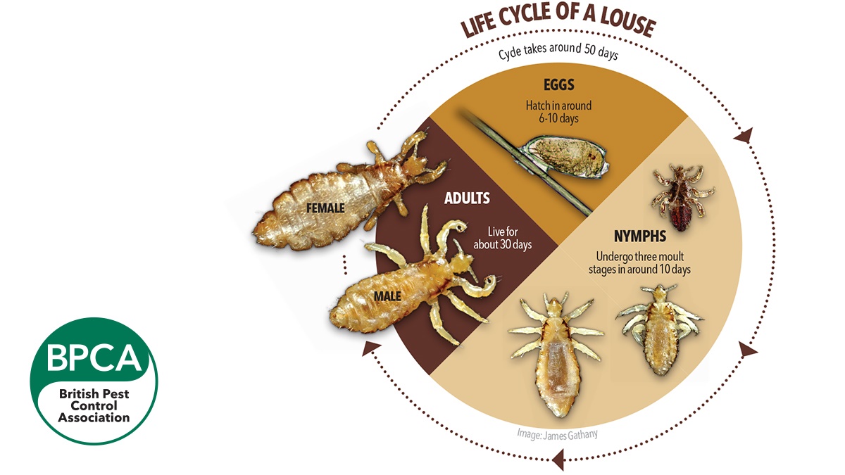 5739-BPCA-Life-cycle-louse-with-logo 5739-BPCA-Life-cycle-louse-with-logo