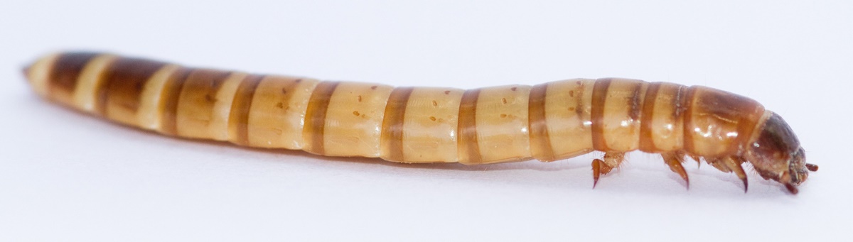 Mealworm-1 Mealworm-1