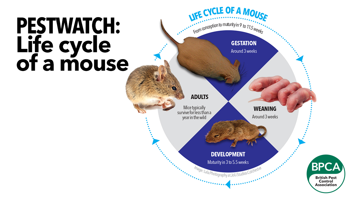 620 Life cycle