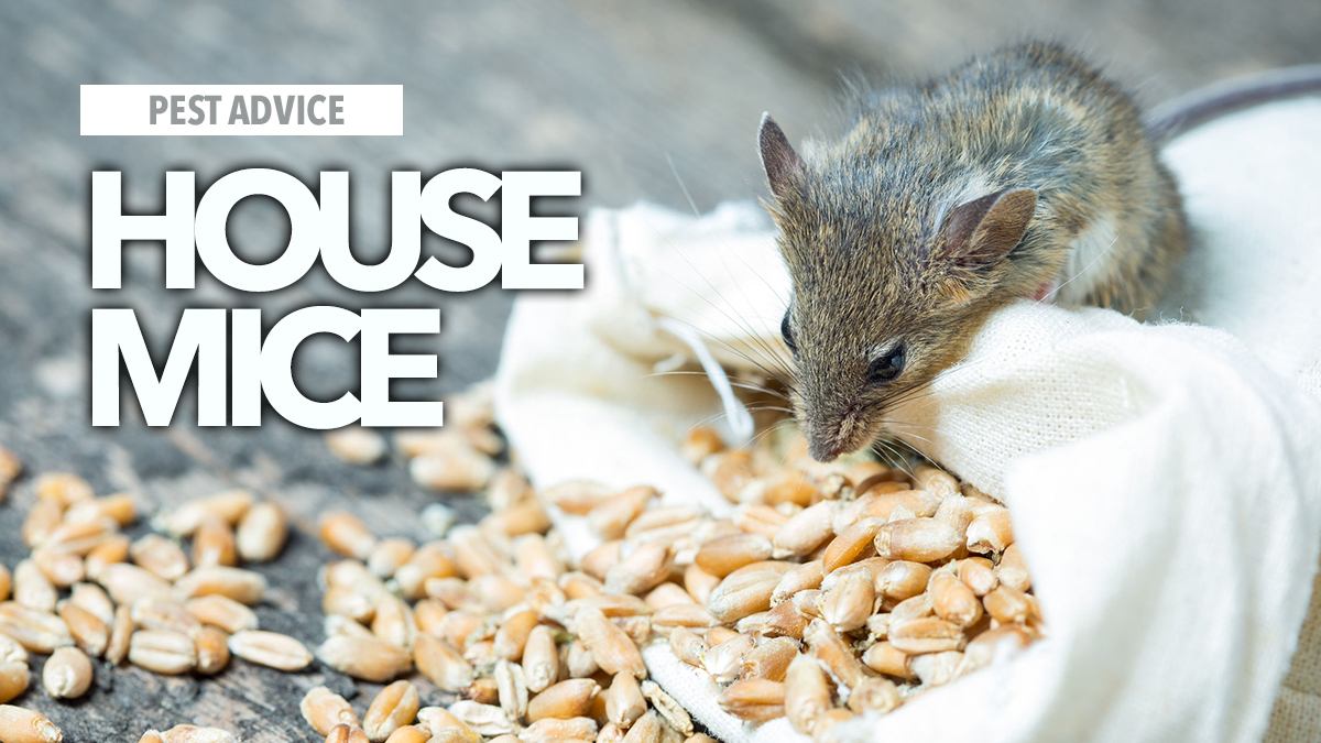 house mice az house mice az