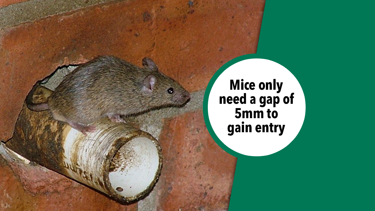 mice gap 5mm Image: Rentokil
