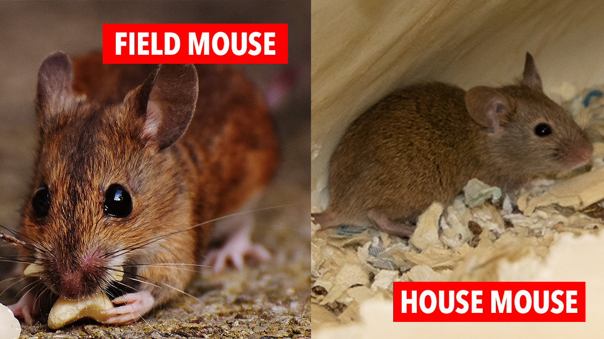 mouse comparison mouse comparison