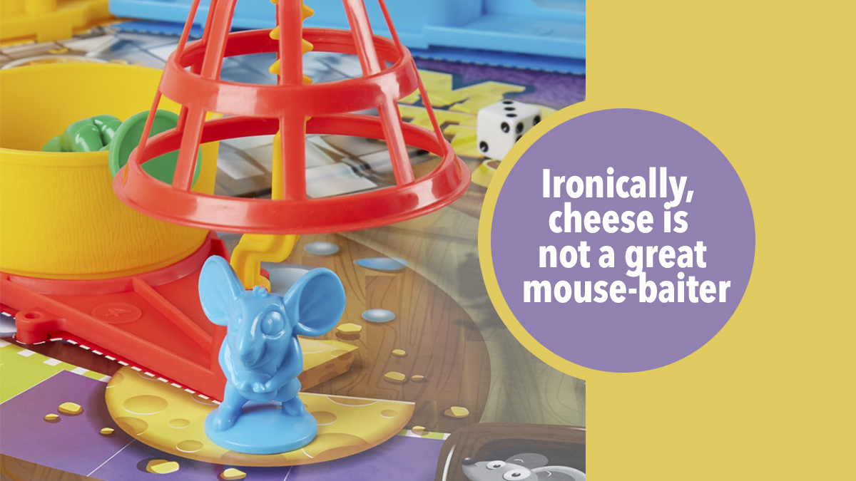 mouse trap mouse bait cheese mouse trap mouse bait cheese