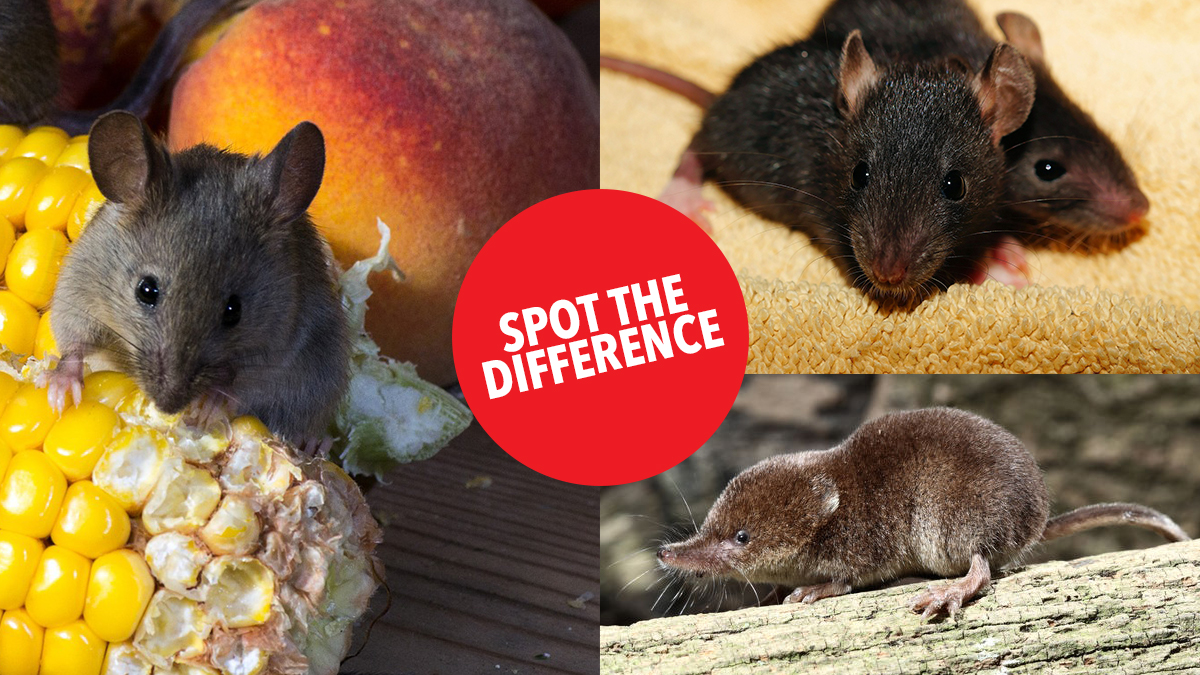 spot the difference