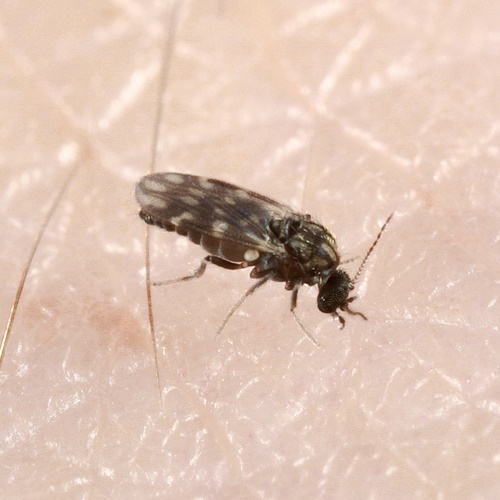 Midge-1