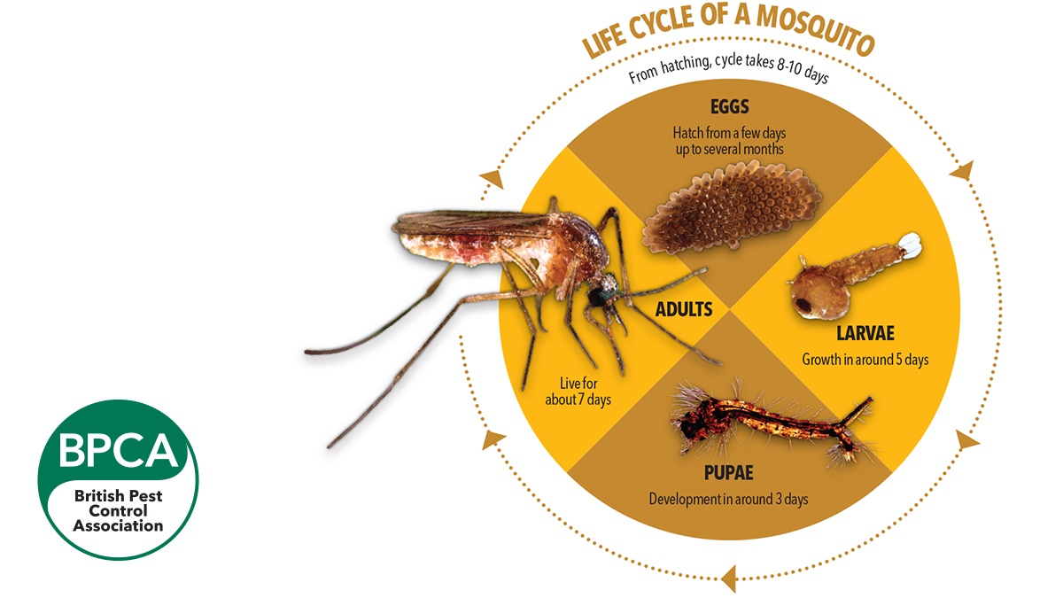 5739-BPCA-Life-cycle-mosquito-with-logo 5739-BPCA-Life-cycle-mosquito-with-logo