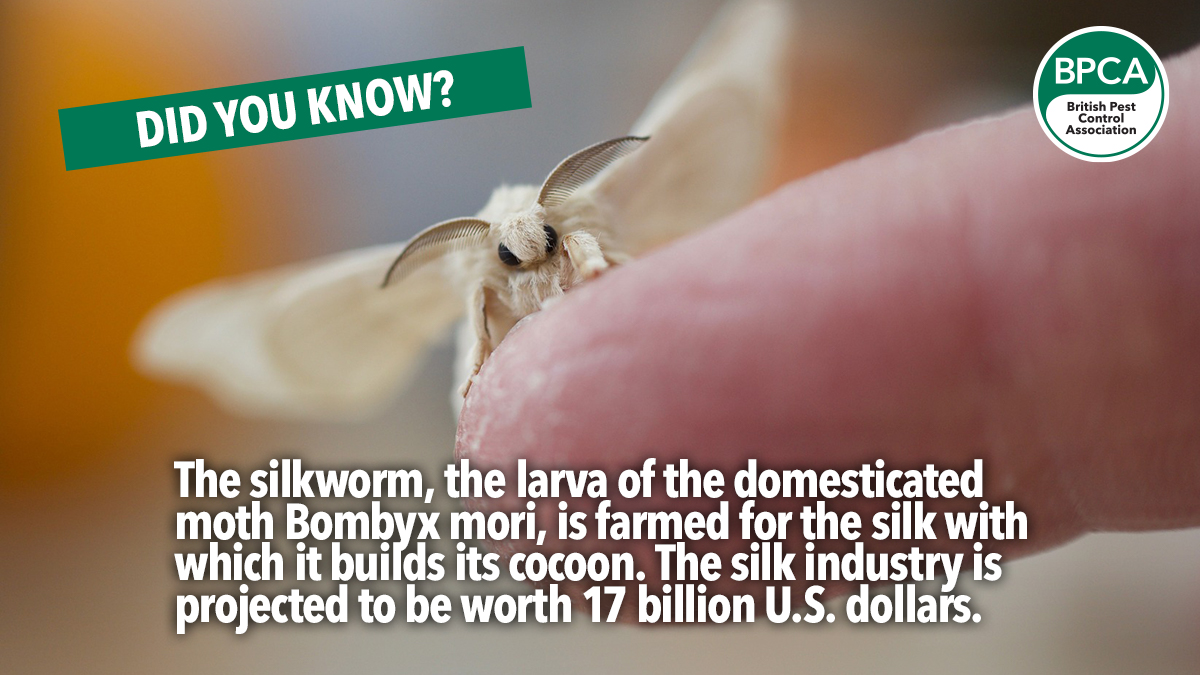 Silk-worm-moth-fact Silk-worm-moth-fact