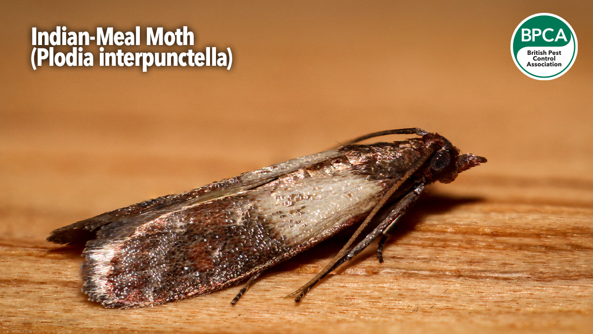 a-z-indian-meal-moth a-z-indian-meal-moth