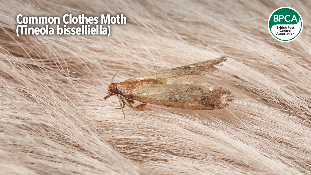a-z-moth-common-clothes-moth a-z-moth-common-clothes-moth