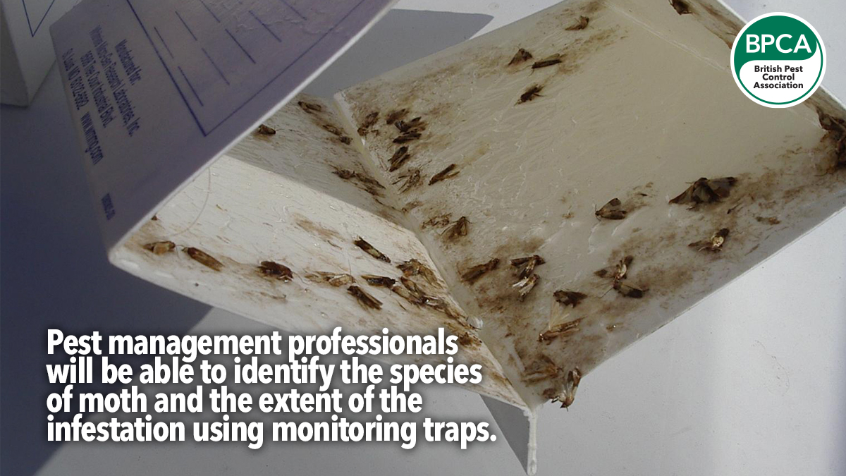 a-z-moths-professional-control a-z-moths-professional-control