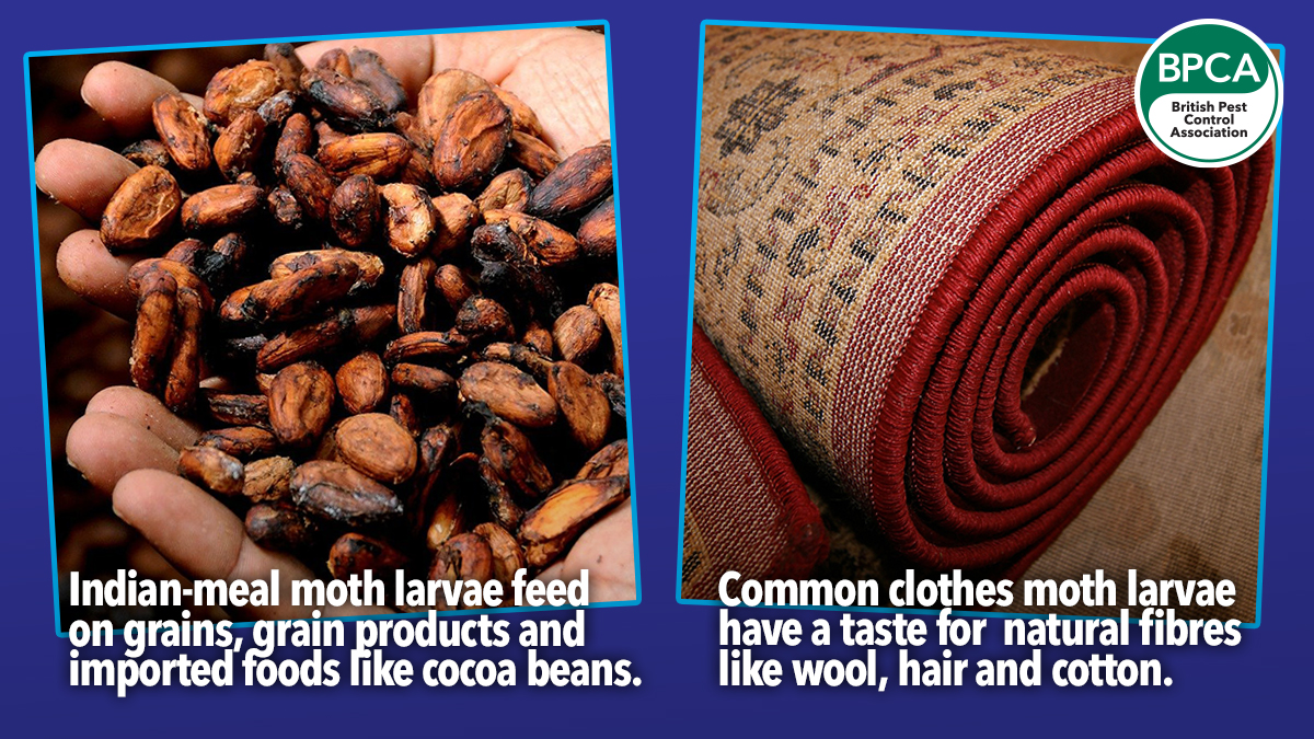a-z-what-do-moths-eat a-z-what-do-moths-eat