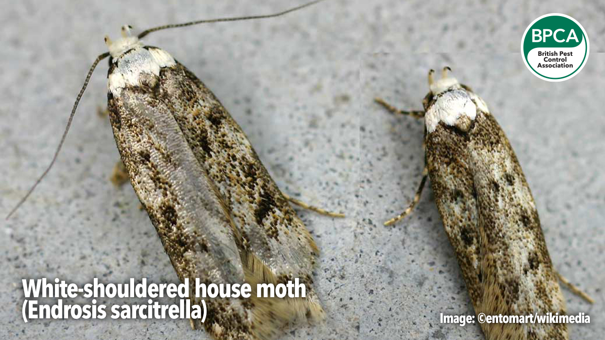 a-z-white-shouldered-house-moth a-z-white-shouldered-house-moth