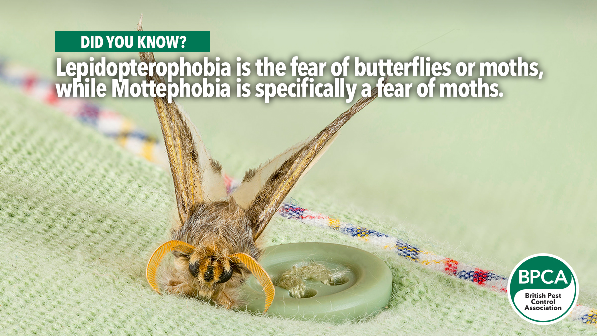fear-of-moths fear-of-moths
