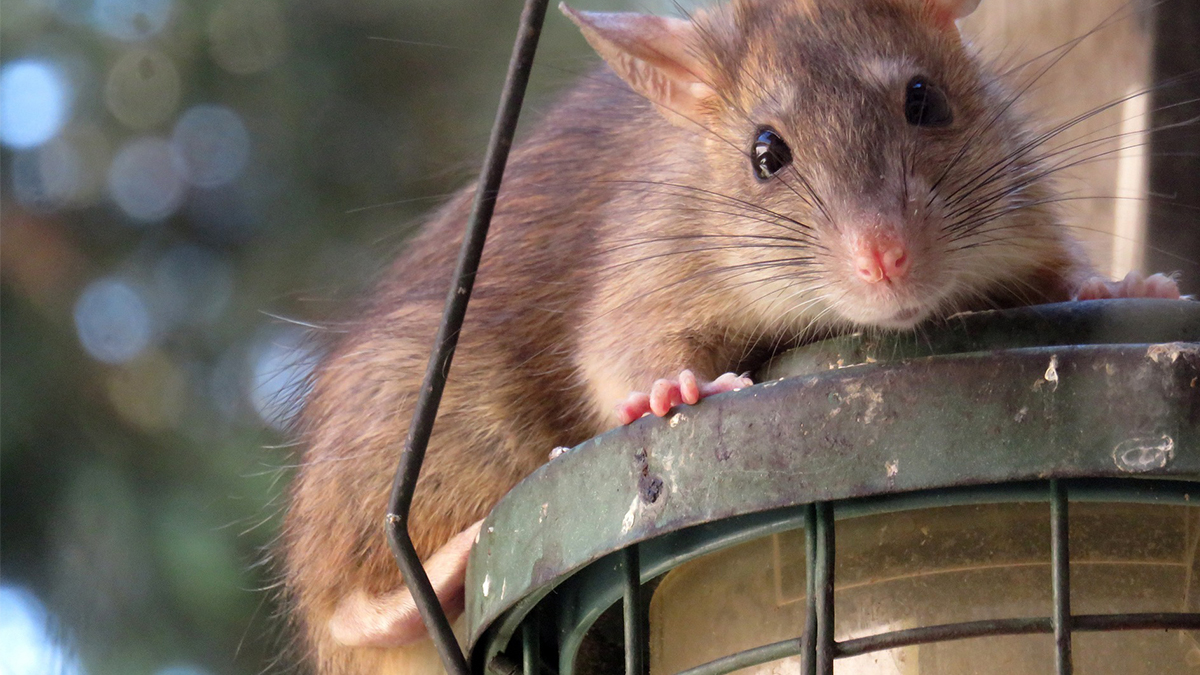 170 roof-rat-961499 1920 web 170 roof-rat-961499 1920 web